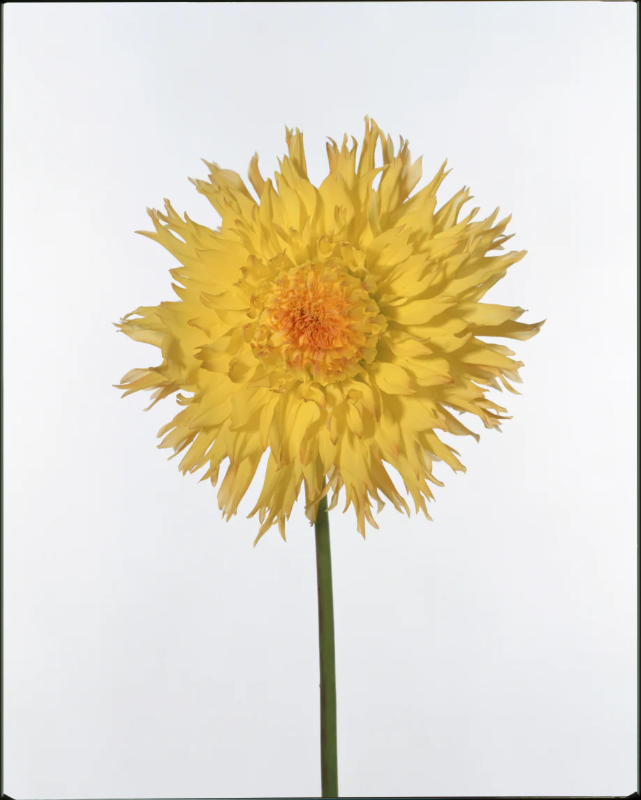 Monochromes - Image 61